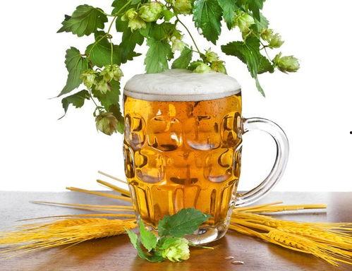 怎么看啤酒是几料的啊,如何判断啤酒的酒精度